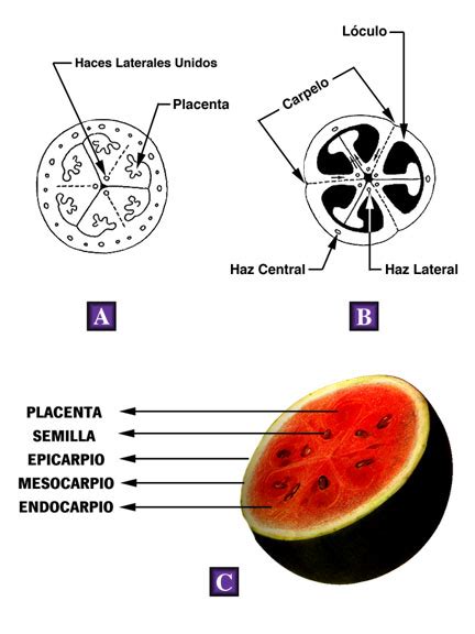 Esquema visual mostrando el proceso de corte de la sandía y el melón, y la correcta separación de las semillas y la corteza