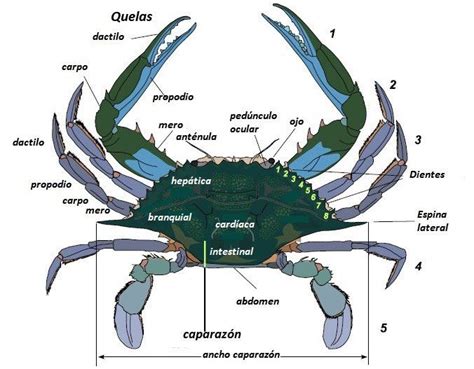 Esquema anatómico de una jaiba de mar mostrando las pinzas, el caparazón y los apéndices traseros adaptados para la natación