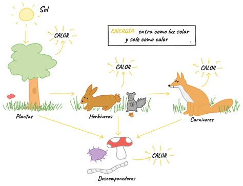 Esquema del flujo de energía en un ecosistema: cómo las aves carroñeras procesan los cadáveres y devuelven nutrientes al suelo.