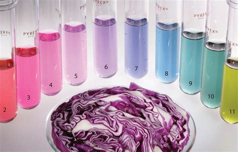 Esquema del proceso de creación de papel sensible al pH con col lombarda