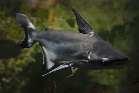 Esquema anatómico y comparativa de tamaño del Pangasianodon hypophthalmus frente a un ser humano
