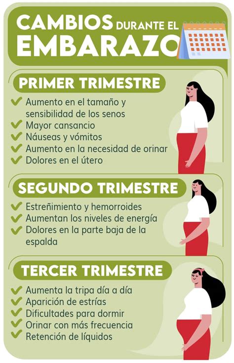 Infografía que ilustra los cambios físicos en el abdomen durante los trimestres del embarazo