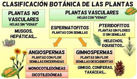 Esquema de la clasificación botánica del manzano