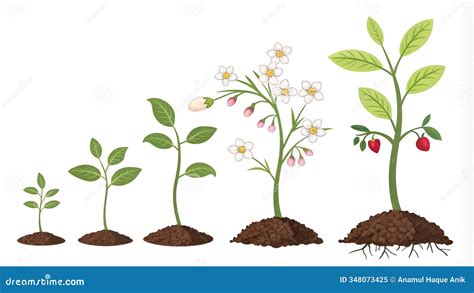 Esquema detallado de las etapas de crecimiento de la planta de berenjena, desde la semilla hasta la fructificación.