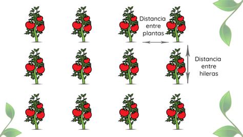 Ilustración que muestra la distancia recomendada entre plantas de berenjena en un huerto o bancal.