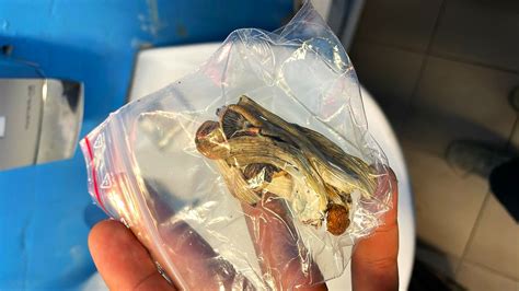 Imagen de setas Psilocybe creciendo en una bolsa o monotubo