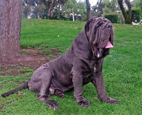 Foto de Mastín Napolitano adulto, fuerte y musculoso