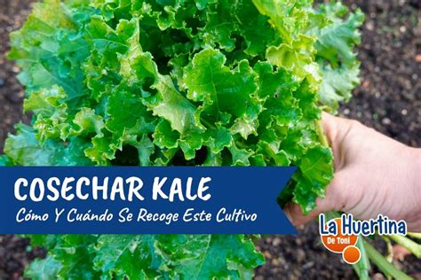 Infografía o esquema visual de cómo cosechar correctamente las hojas de kale
