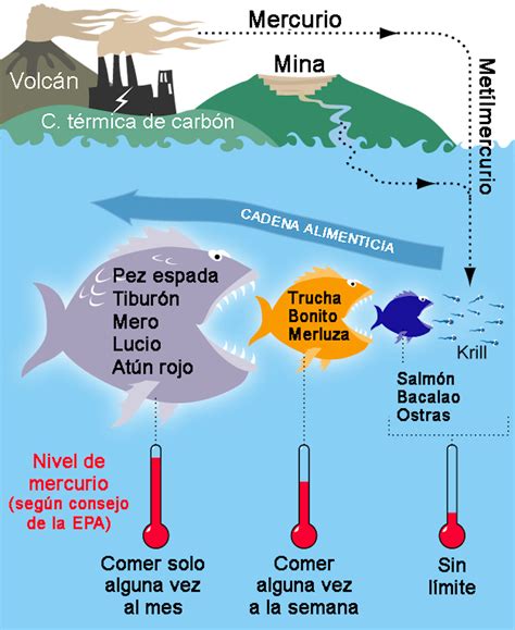 Gráfico mostrando los niveles de mercurio en diferentes tipos de pescado.