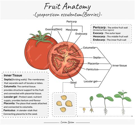 infografía sobre la anatomía del fruto del cajú mostrando la manzana de cajú y la nuez adherida en la base