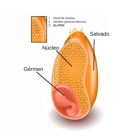 Micrografía de granos de gluten y almidón en la harina.