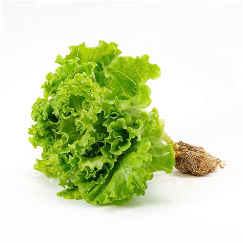 Fotografía de lechuga hidropónica fresca y vegetales de hoja verde listos para el consumo.