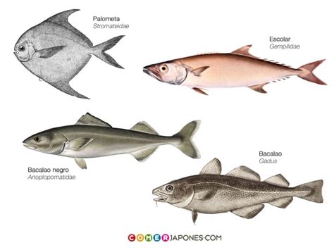 Esquema de las distintas especies de pez que se confunden con el pez mantequilla y sus características