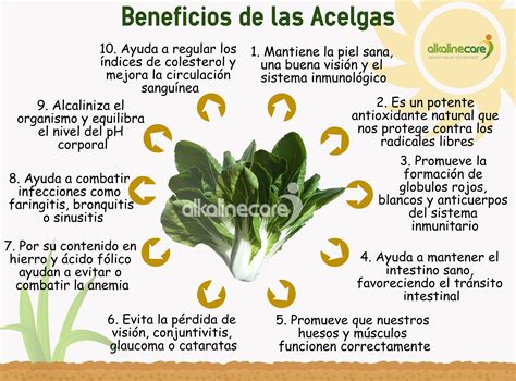 Infografía: Beneficios nutricionales de las acelgas