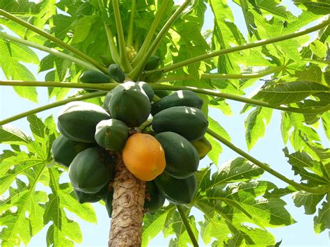 Esquema de la planta de papaya con sus frutos verdes y maduros