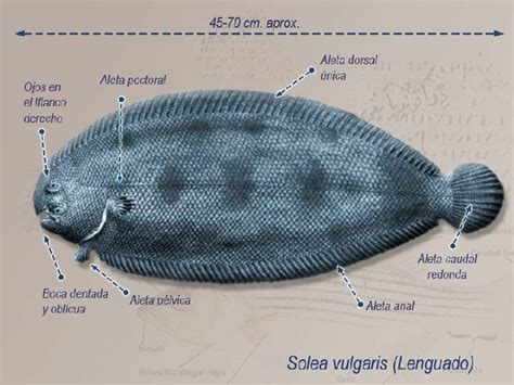 Esquema de la anatomía del lenguado y su adaptación al fondo marino