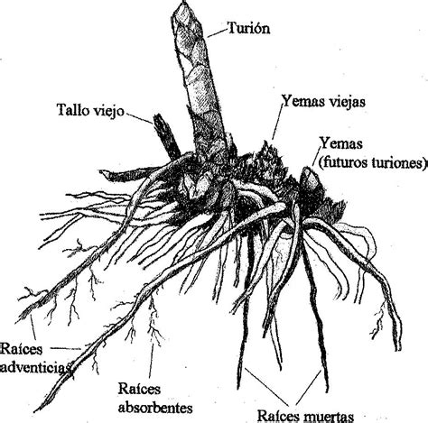 Ilustración detallada de la estructura radicular del espárrago, mostrando raíces carnosas y absorbentes