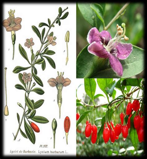 Esquema botánico del arbusto Lycium barbarum y sus frutos rojos característicos