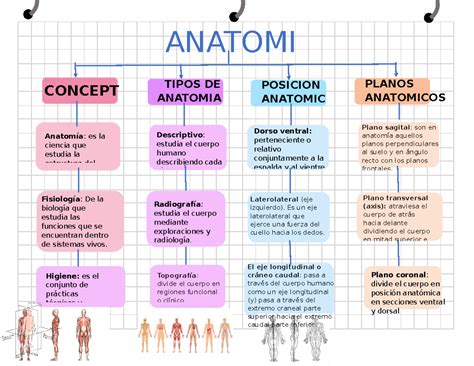 Esquema de la anatomía de una palmera y la ubicación del cogollo central destinado a la extracción del palmito.