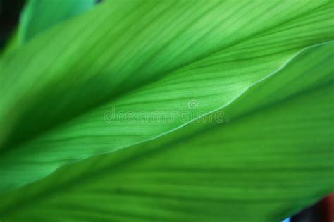 Imagen de una paletonia tradicional, mostrando su textura y color característico.