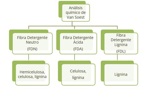 Diagrama explicativo de la composición de la fibra detergente neutra (FDN) y ácido (FDA) en el maíz.