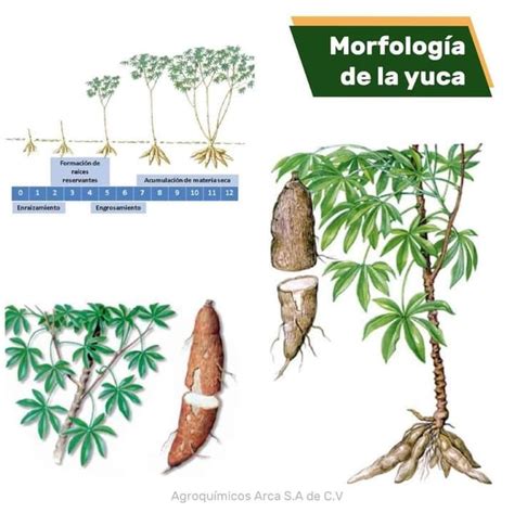 Esquema del origen y distribución de la yuca