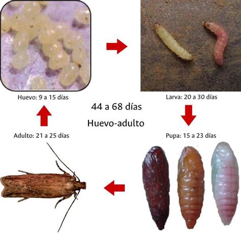 Infografía detallada sobre el ciclo de vida de la polilla de la manzana y sus puntos débiles para el control.