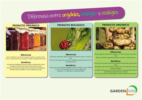 Comparativa visual entre manzanas de cultivo convencional y orgánico, destacando posibles diferencias en apariencia y presencia de insectos.