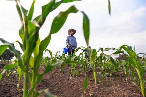 Ilustración de un campo de maíz con campesinos trabajando