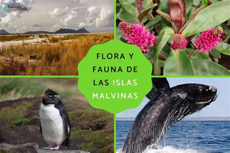 Primer plano de la flora tussok en las islas
