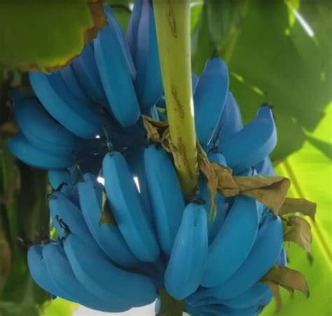 Fotografía detallada de un racimo de plátanos Blue Java con su tonalidad azulada característica antes de la maduración