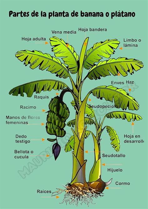 Diagrama técnico que explica la morfología de la planta de plátano, desde el rizoma y las raíces hasta el pseudotallo y la inflorescencia