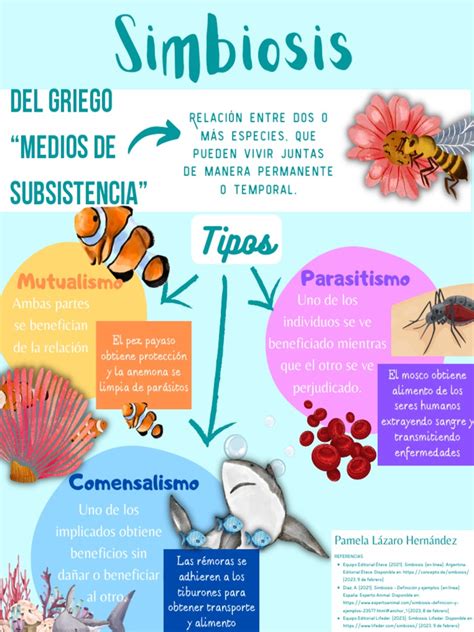 Infografía que explica la simbiosis entre bacterias Lactobacillus y levaduras naturales en el grano de cereal