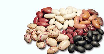 Ilustración de diversas variedades de frijoles o porotos