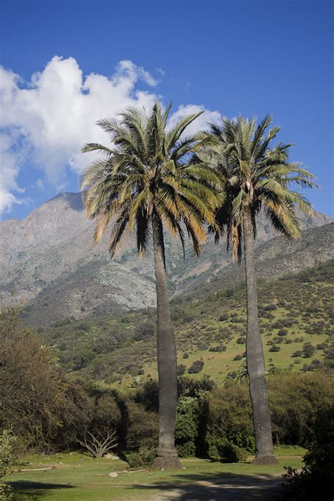 Detalle de la palma chilena (Jubaea chilensis) en el Santuario de la Naturaleza El Salto.