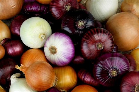 Fotografía de diversas variedades de cebollas (amarilla, blanca, morada, dulce, chalota)