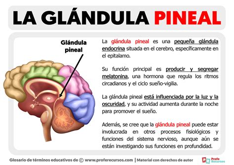Esquema que muestra la similitud morfológica entre una piña y la glándula pineal humana