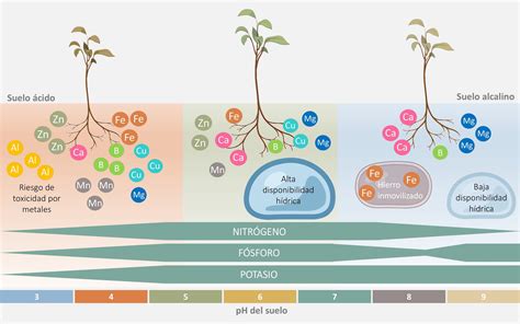 Diagrama de pH del suelo y sus rangos óptimos para coles