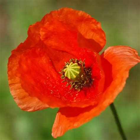 Ilustración botánica de la flor de amapola (Papaver rhoeas L.) con detalle de sus pétalos y semillas.