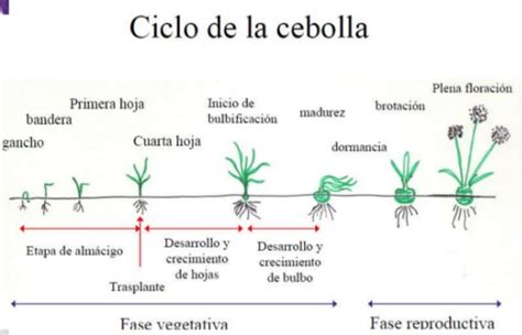Esquema detallado de las etapas fenológicas de la cebolla y los rangos de temperatura óptimos asociados a cada fase: germinación, desarrollo foliar, bulbificación y maduración.