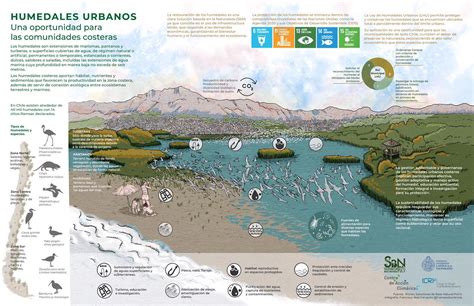 Infografía o esquema sobre la Ley 21.202 de Humedales Urbanos, explicando su objetivo y alcance.