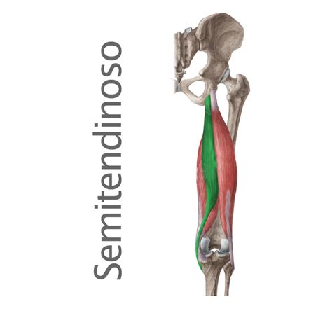 Esquema de los compartimientos neuromusculares (R1-R4) del músculo semitendinoso del cerdo y sus ramificaciones nerviosas