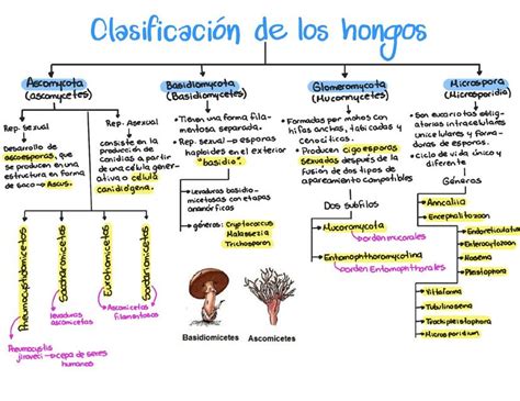 Esquema general de la clasificación y estructura biológica de los hongos (filos principales como Ascomycota y Basidiomycota)