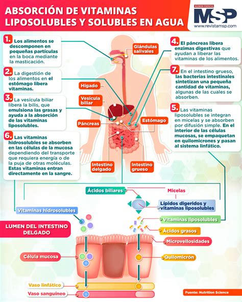 Infografía sobre la absorción de vitaminas liposolubles e hidrosolubles