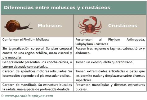 Infografía comparativa que detalla la diferencia entre crustáceos (decápodos), moluscos bivalvos y cefalópodos.