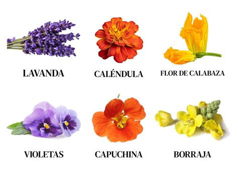 Infografía comparativa: diferentes tipos de flores comestibles y su uso decorativo en pastelería según la ocasión