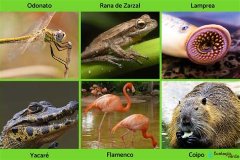 Infografía comparativa mostrando la diversidad de fauna en humedales (mamíferos, aves, reptiles y peces).