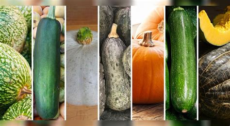 Variedad de zapallos, incluyendo Butternut y camote