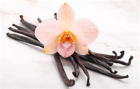 Fotografía de la orquídea de vainilla y las vainas de vainilla