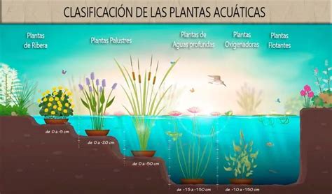 Ilustración de una orilla de río con vegetación diversa y plantas acuáticas comestibles